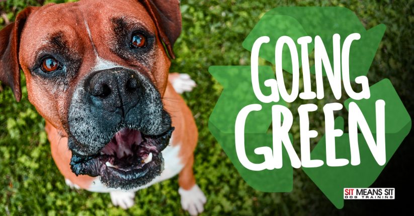 Tips to Going Green with Your Dog