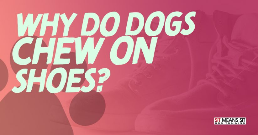 Why Do Dogs Chew on Shoes?