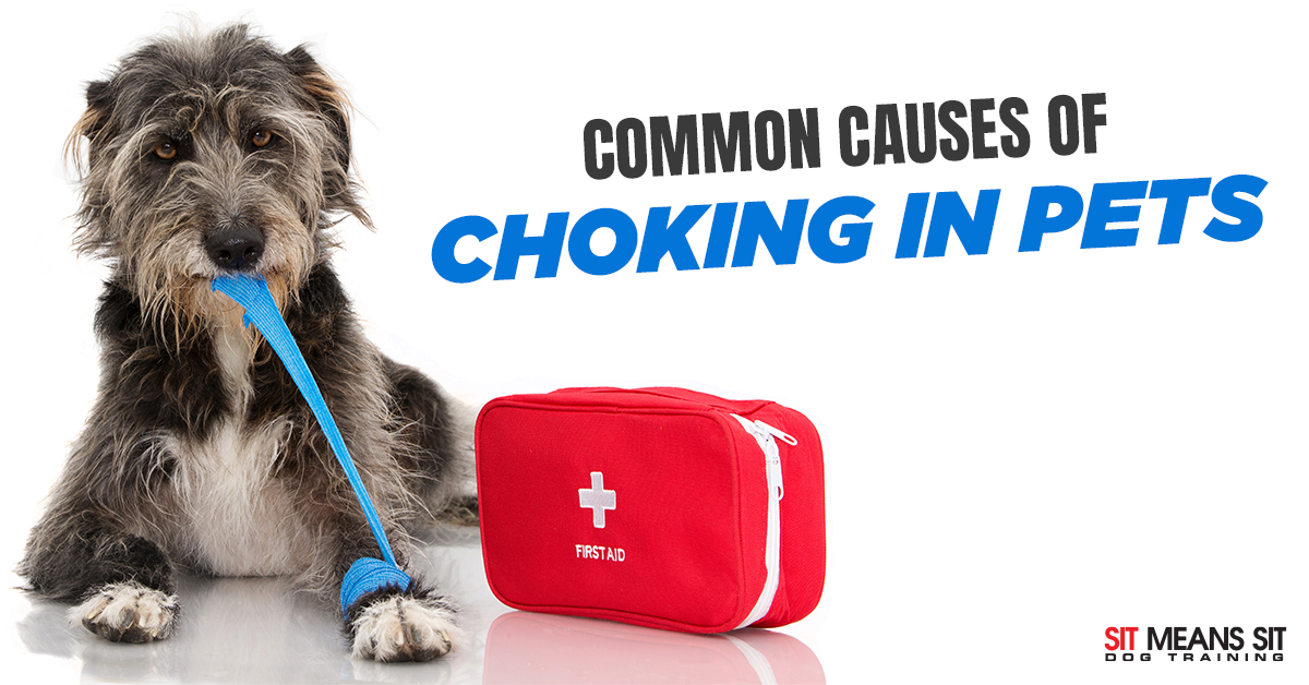 Common Causes of Choking in Pets