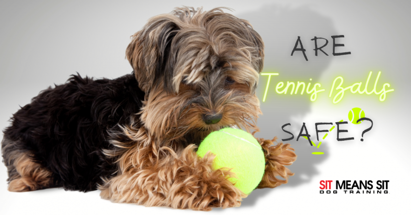 Are Tennis Balls Safe for Dogs? | Sit Means Sit Dog Training Raleigh