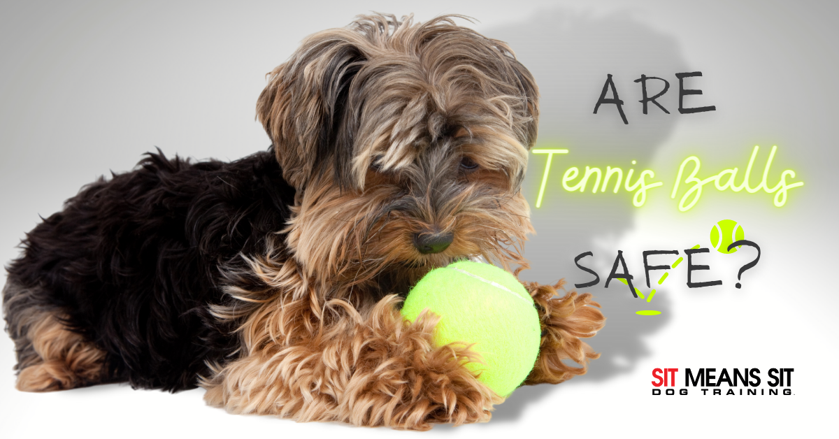 AQS Coloured Tennis Balls For Pets Puppy Play Dogs Toys Bouncing Training Ball 