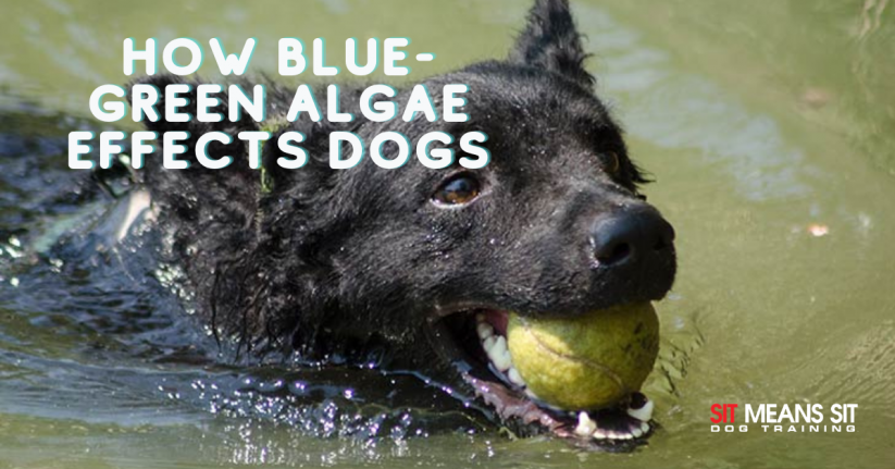 How Blue-Gren Algae Effects Dogs