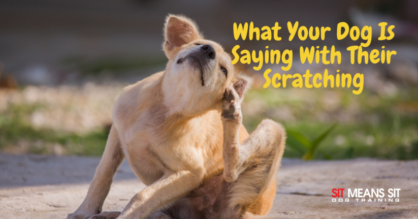 What Your Dog Is Saying With Their Scratching