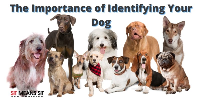 The Importance of Identifying Your Dog