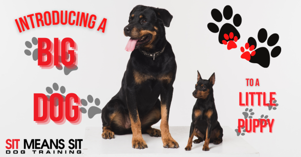 introducing a big dog to a little puppy poster with a big dog and puppy posing for a photo