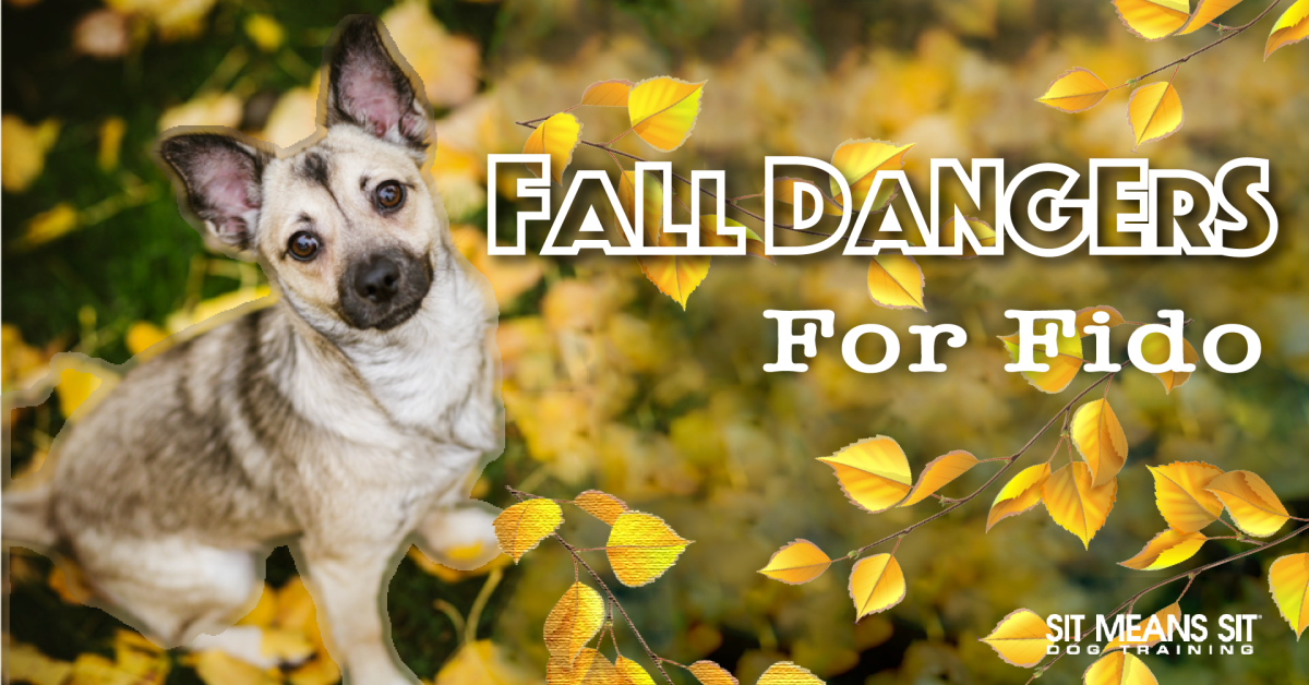 fall dangers for fido poster