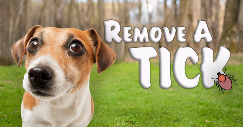 How To Safely Remove A Tick From Fido