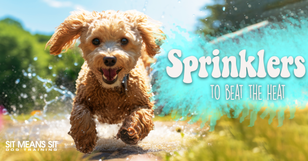 Sprinklers That Will Help Fido Beat The Summer Heat