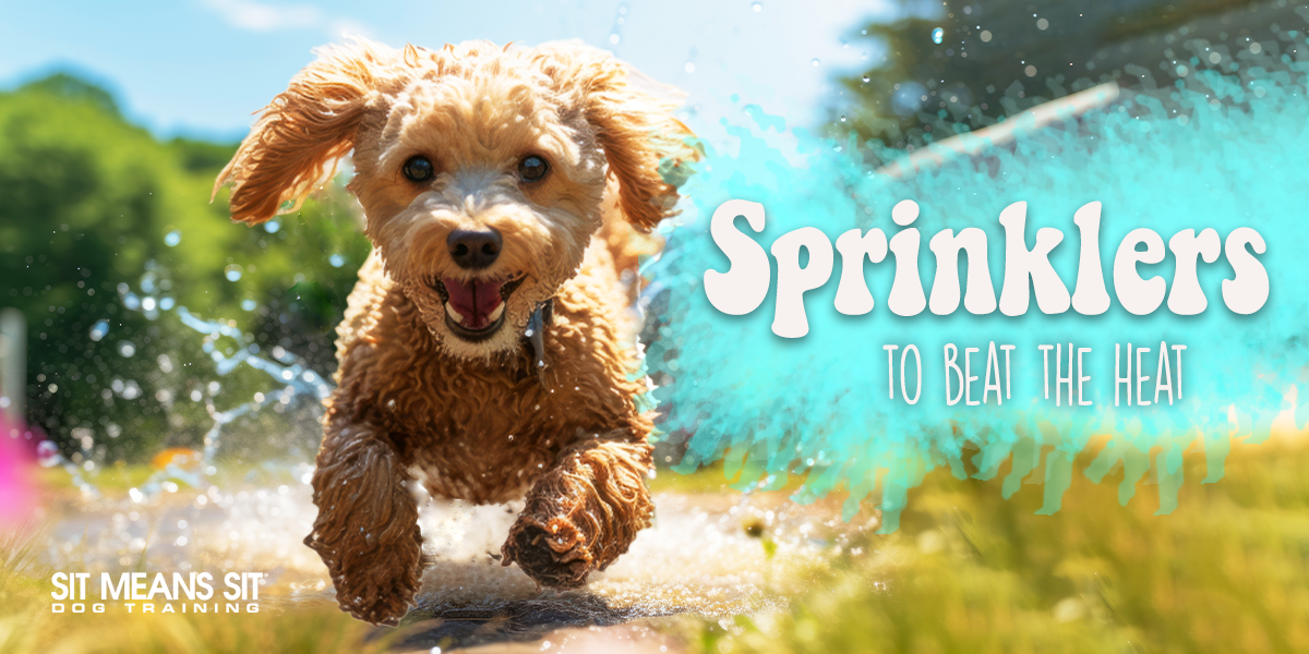 Sprinklers That Will Help Fido Beat The Summer Heat