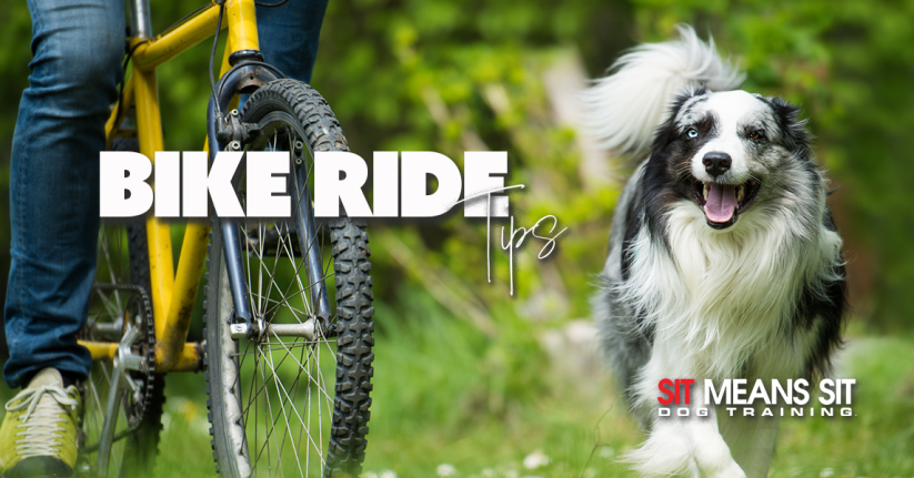 Tips For Taking Your Dog On A Bike Ride