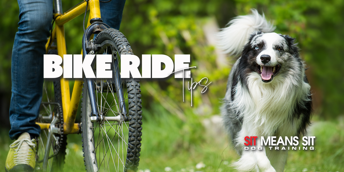 Tips For Taking Your Dog On A Bike Ride