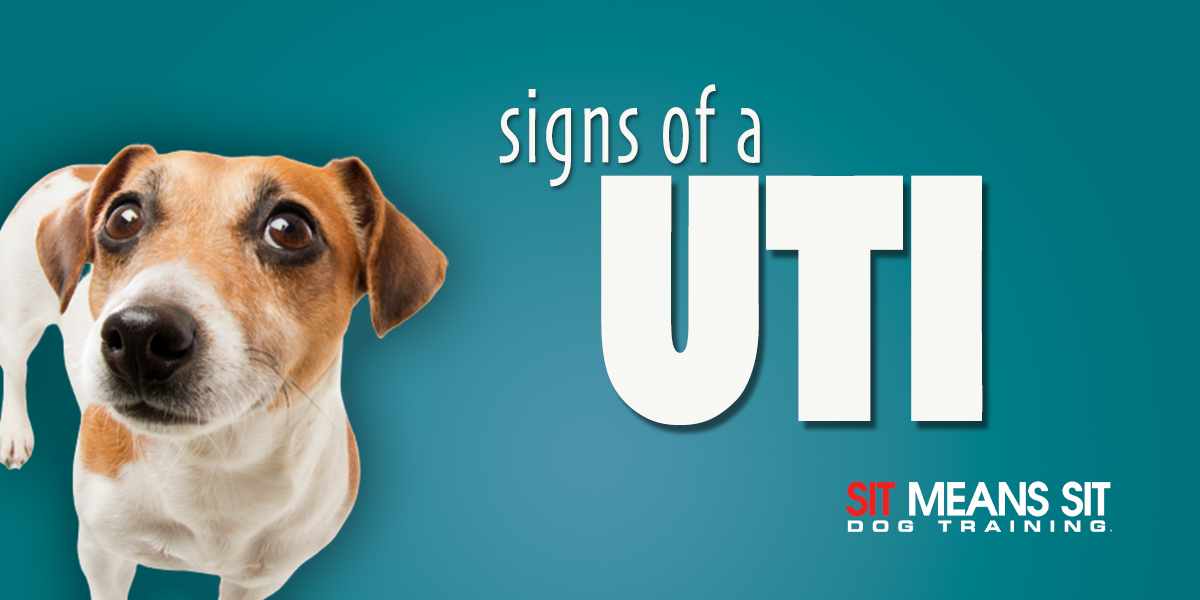 Signs Your Dog Has A UTI