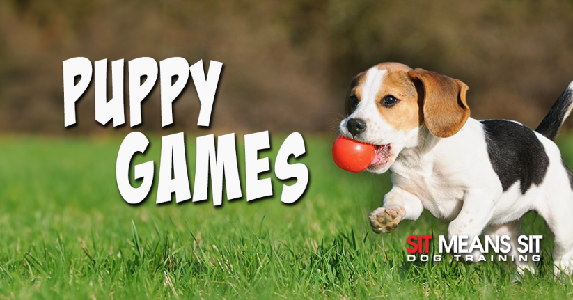 Fun Games To Play With Your Puppy