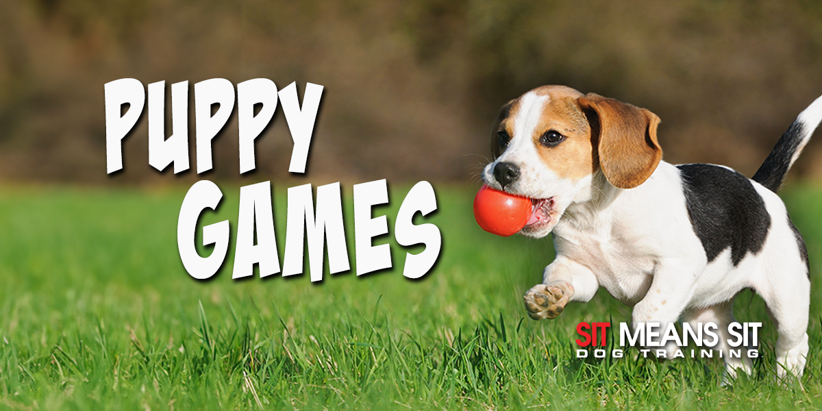 Fun Games To Play With Your Puppy