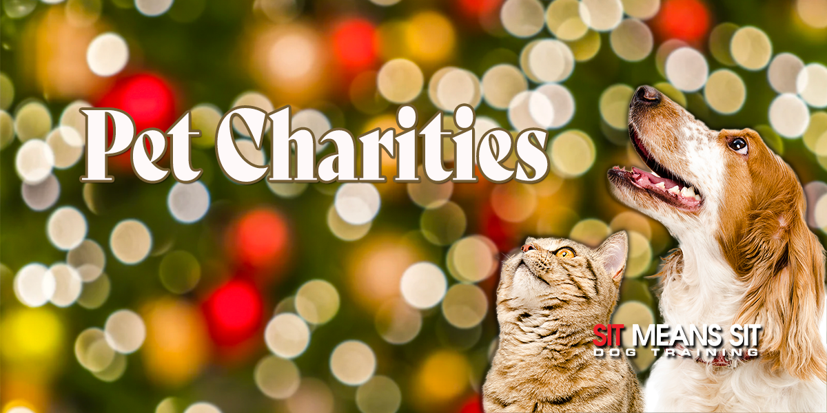 Pet Charities You Can Help This Holiday Season