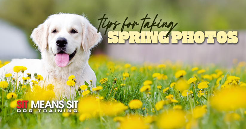 Tips For Taking The Best Spring Photos Of Your Dog