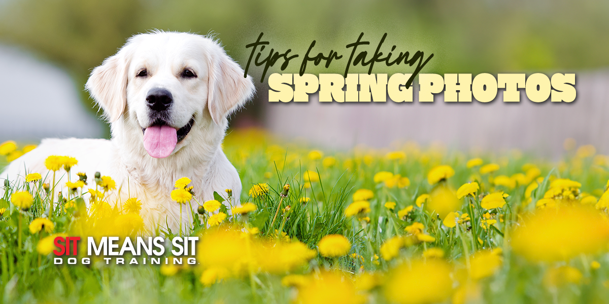 Tips For Taking The Best Spring Photos Of Your Dog