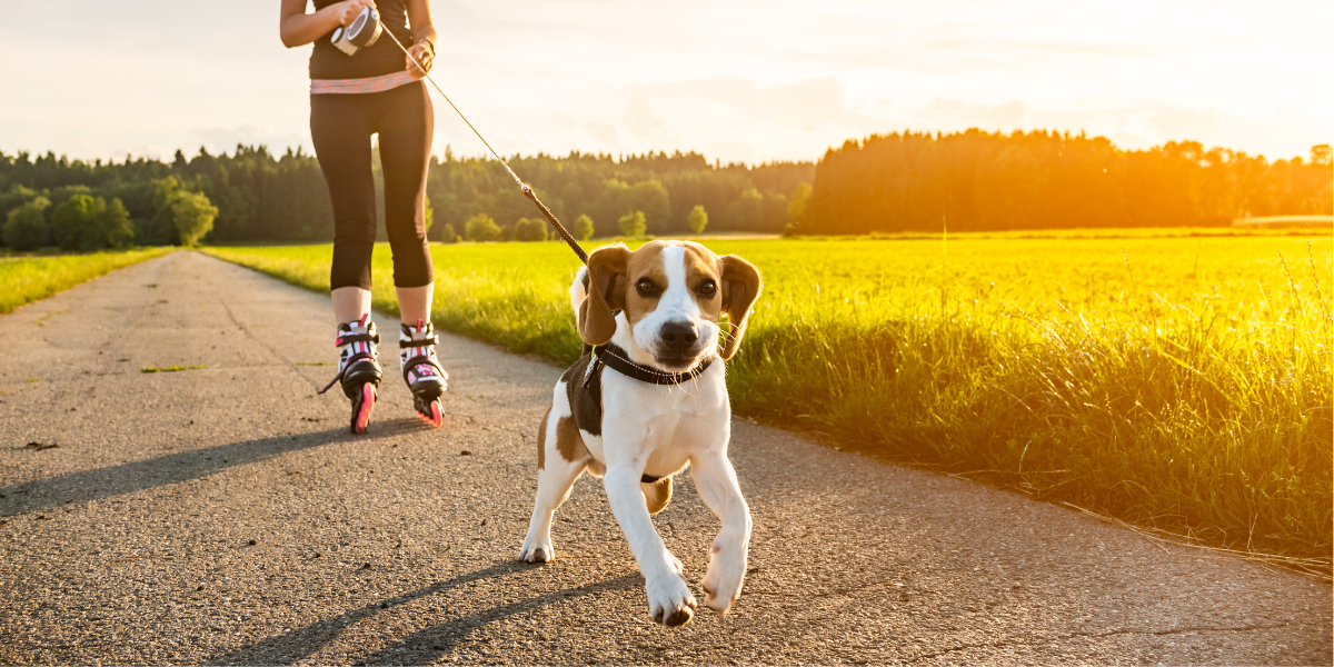 How You Can Protect Fido's Paws from the Hot Pavement