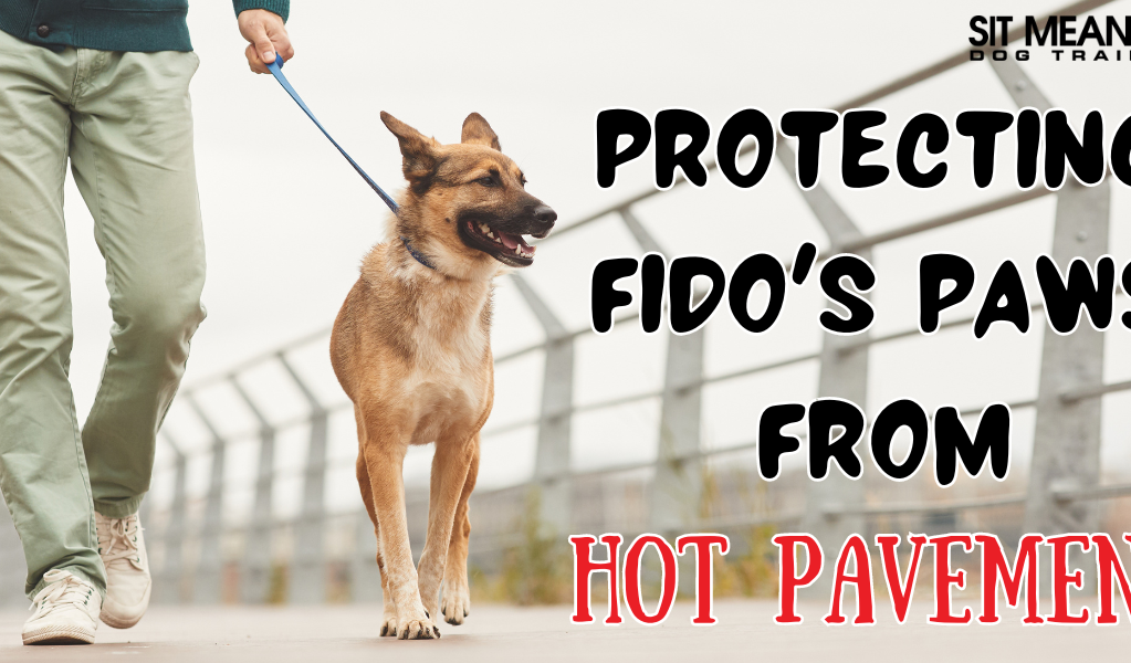 How You Can Protect Fido's Paws from the Hot Pavement