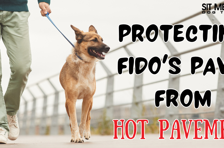 How You Can Protect Fido's Paws from the Hot Pavement