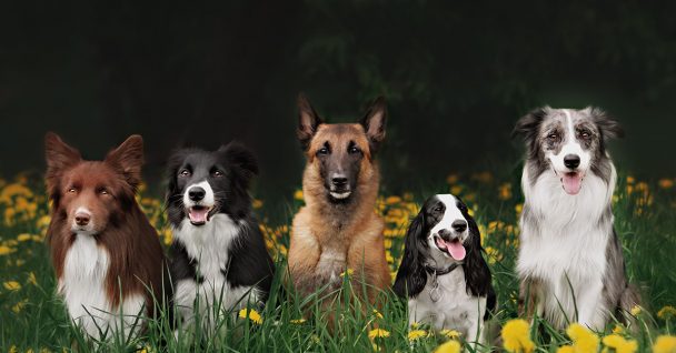 Group of dogs sitting on flower garden
