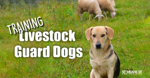 Tips for Training Livestock Guard Dogs