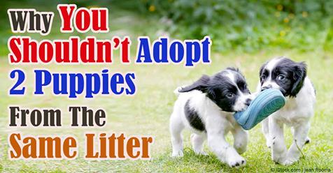 Truth On Litter Mate Syndrome Sit Means Sit Dog Training Salt Lake City