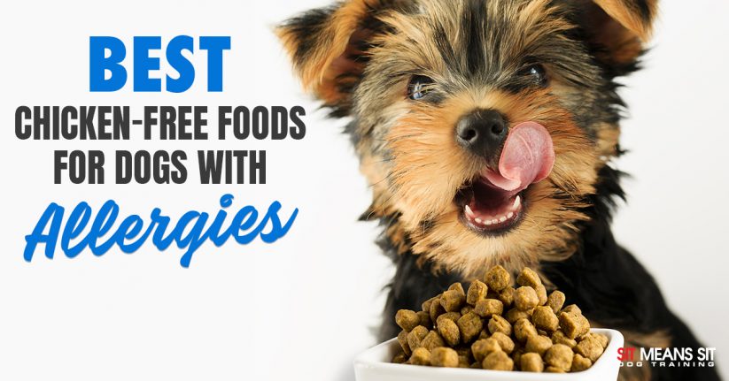 Best Chicken-Free Foods for Dogs With Sensitivities or Allergies