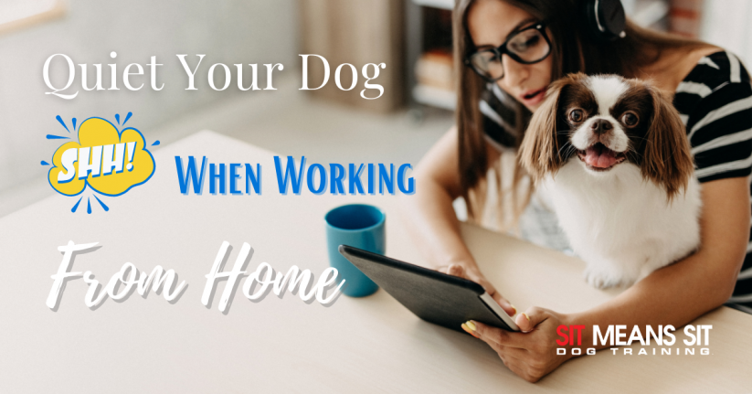 Keeping Your Dog Quiet While Working from Home