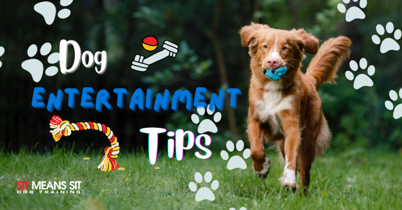 Tips for Entertaining Your Dog