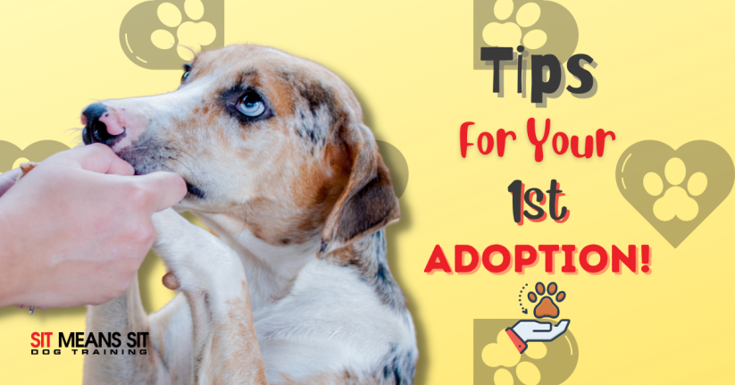 Tips for Adopting Your First Dog