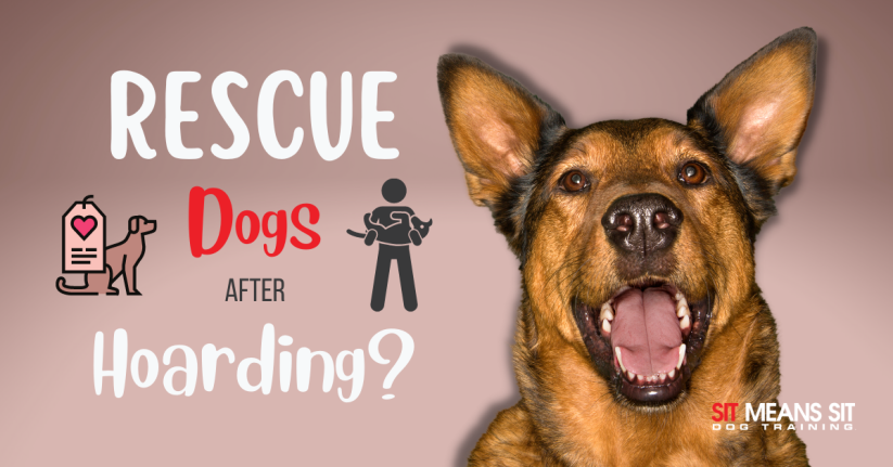 Everything You Need to Know After Rescuing a Dog from a Hoarding Case