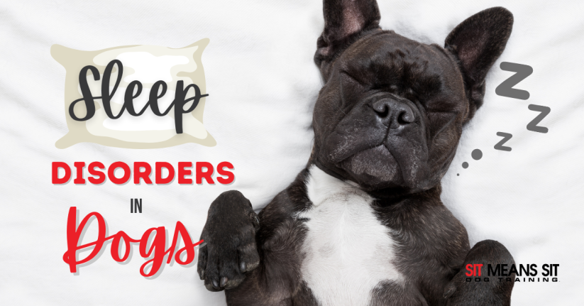 Sleep Disorders in Dogs