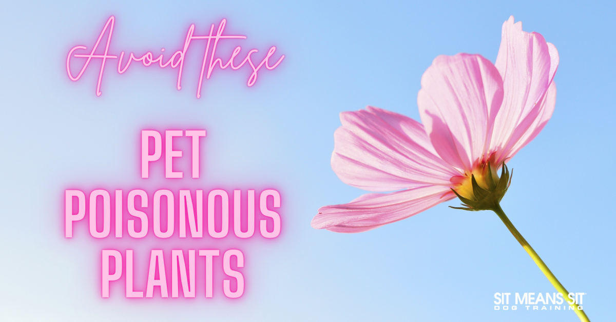 avoid these pet poisonous plants poster