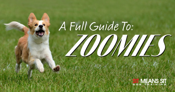 A full guide to zoomies poster