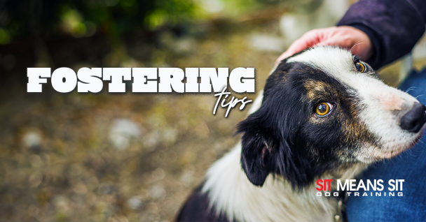 Tips For Fostering Dogs