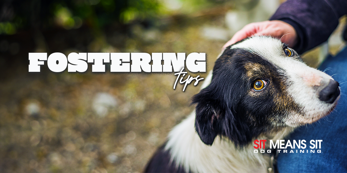 Tips For Fostering Dogs