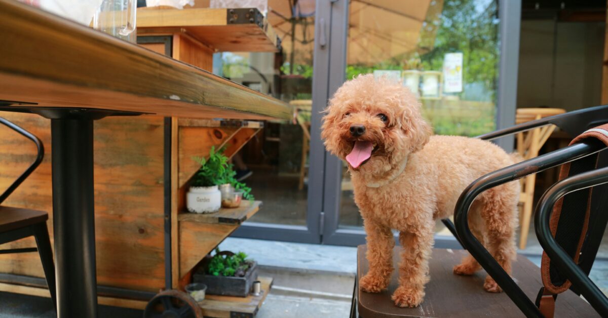 dog-friendly breweries salt lake city