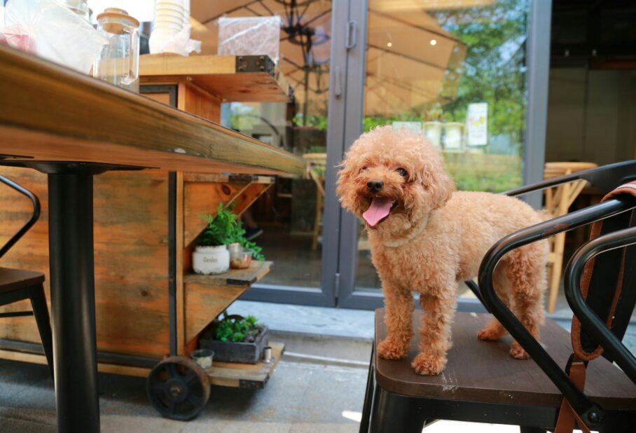 dog-friendly breweries salt lake city