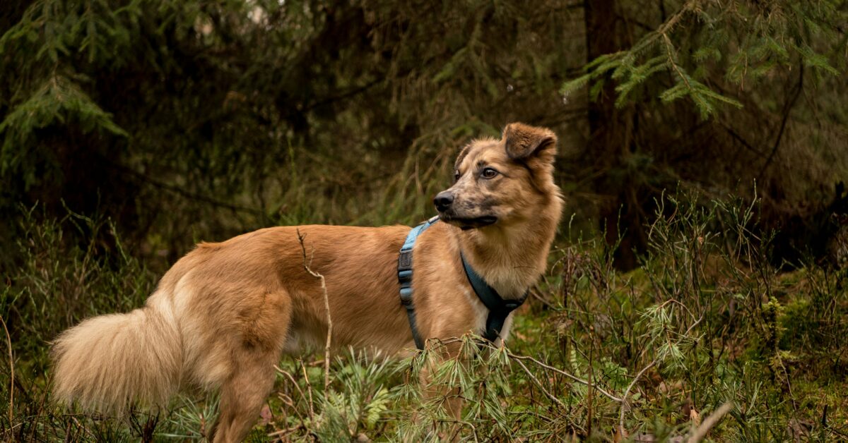 dog-friendly hikes salt lake city