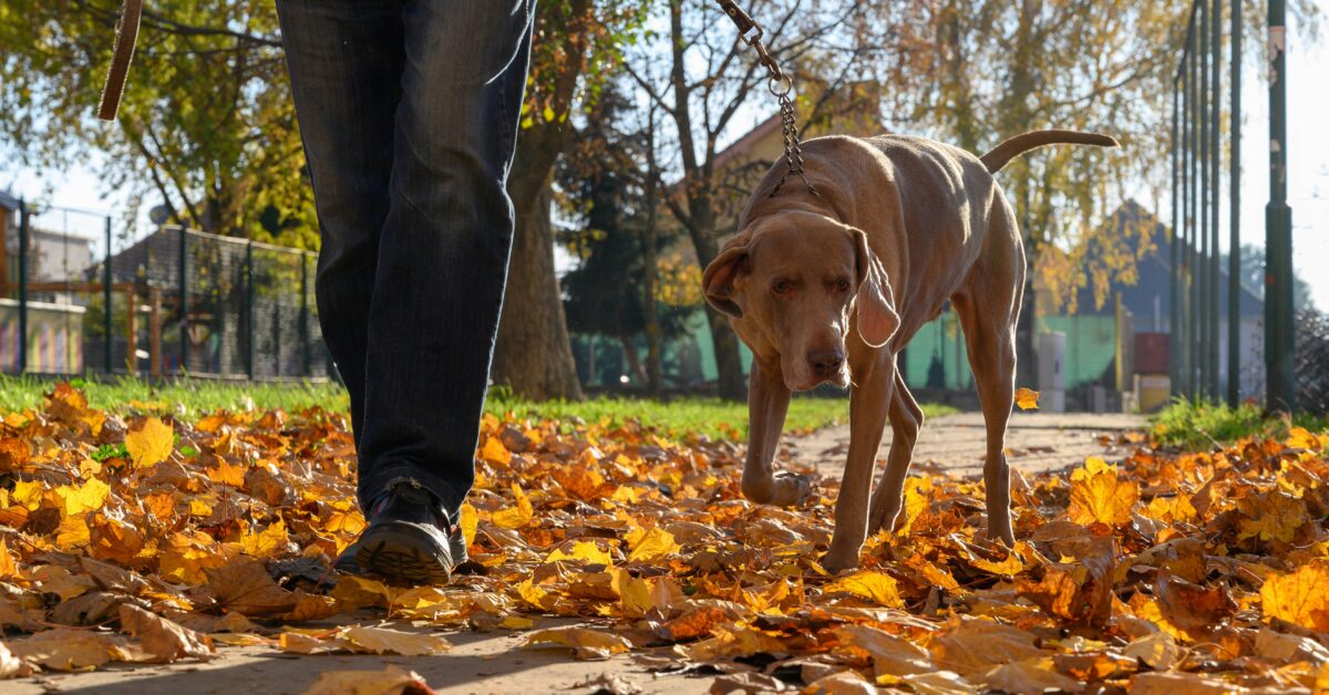 dog-friendly things to do in salt lake city