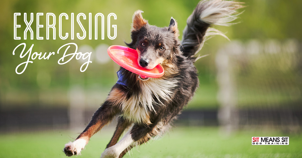 Fun Ways to Exercise Your Dog