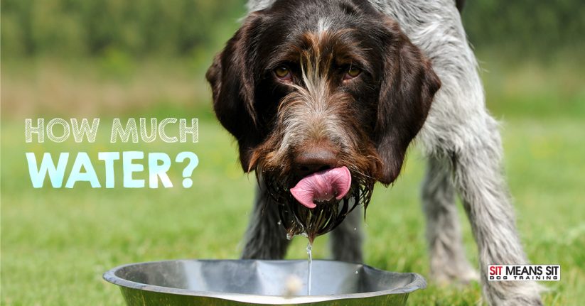 How Much Water Does My Dog Need?