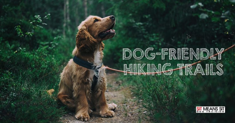 San Antonio Dog-Friendly Hiking Trails