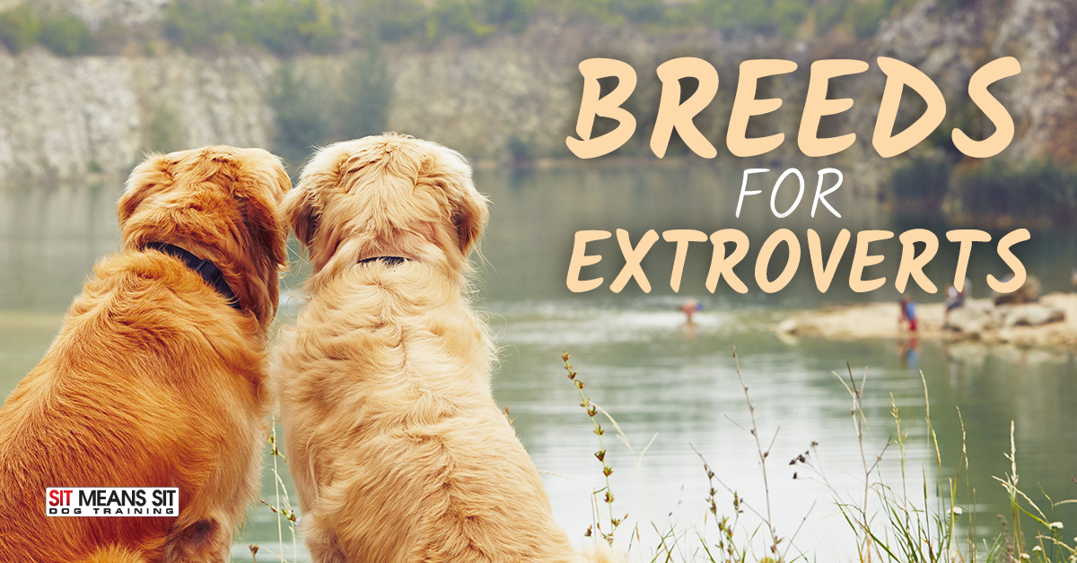 The Best Dog Breeds for Extroverts