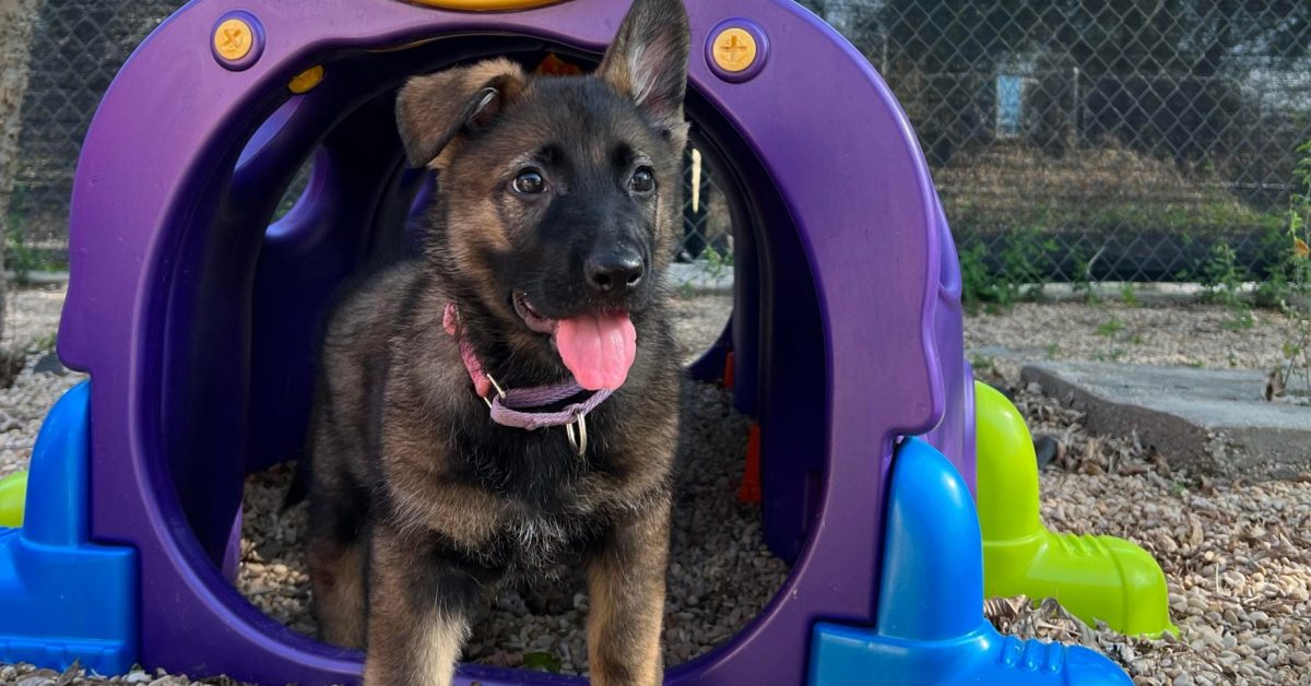 puppy playing