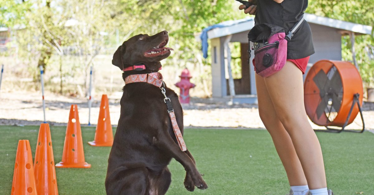 Private lessons with Happy labrador retriever sitting pretty