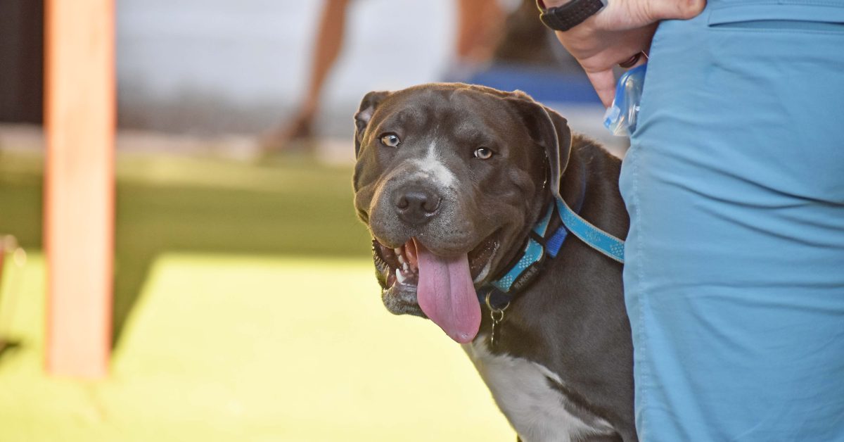 Private Lesson Dog Training