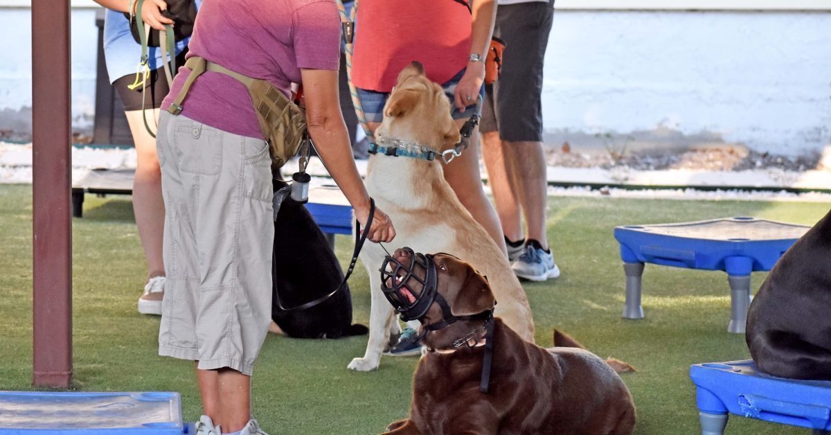 Dog training san antonio group class