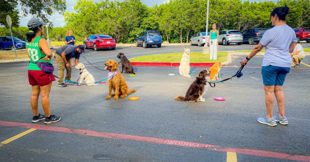 six dogs demonstrating place at a distance